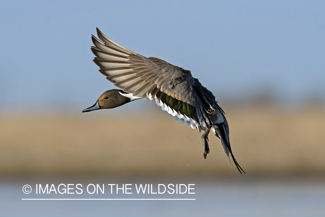 Pintail duck in flight.