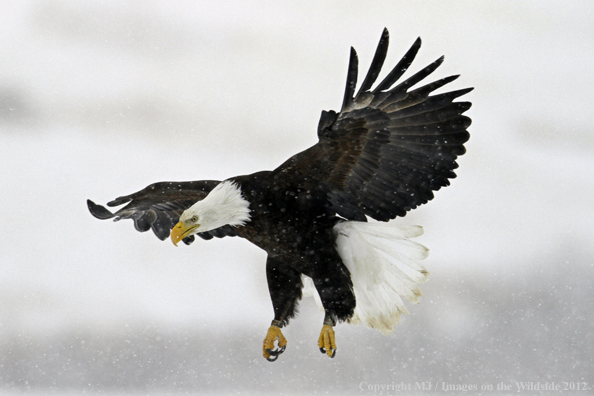 Bald eagle in flight.  