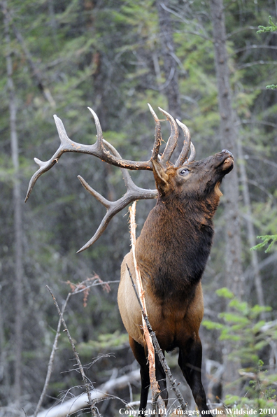 Rocky Mountain Bull Elk