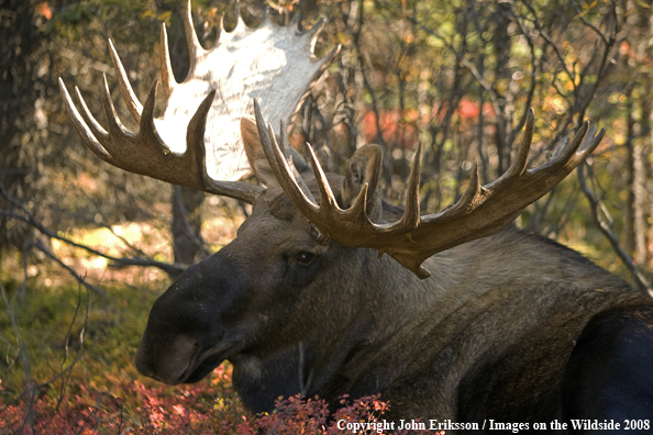 Alaskan Moose in Habitat