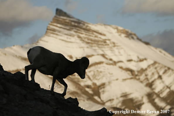 Rocky Mountain Bighorn Sheep