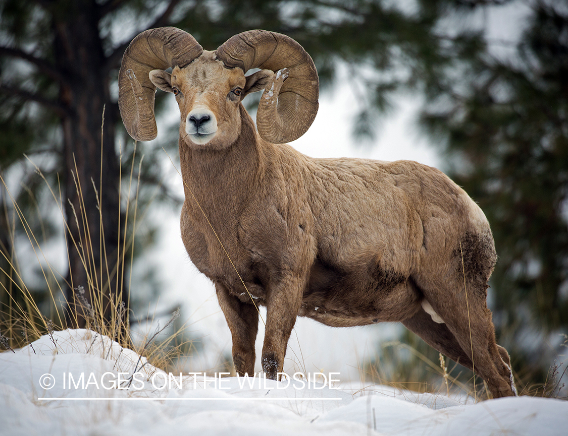 Bighorn sheep ram in habitat.