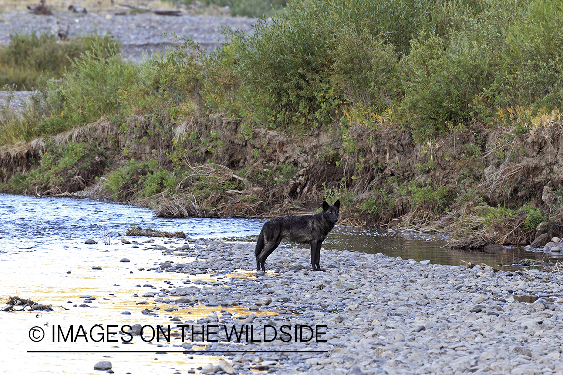 Wild free-ranging gray wolf in Yellowstone National Park.