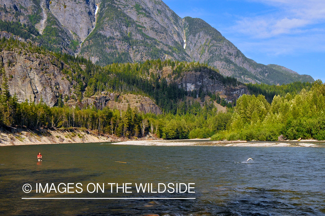 Steelhead flyfisherman on river in Canada. 