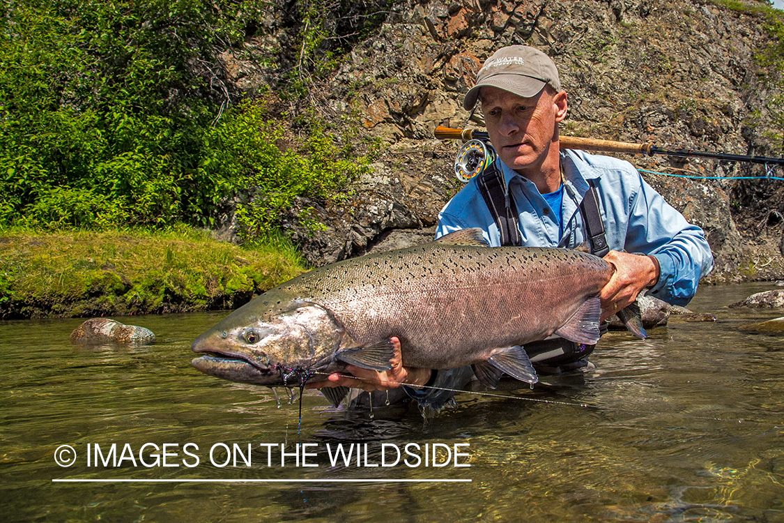 Flyfisherman with king salmon on Nakina River, British Columbia.