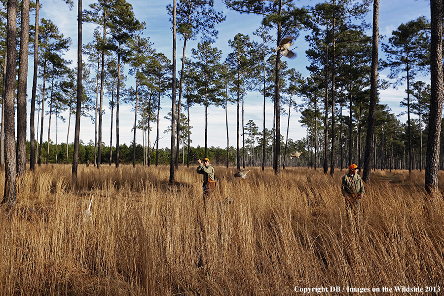 Bobwhite quail hunters shooting at flushing quail. 