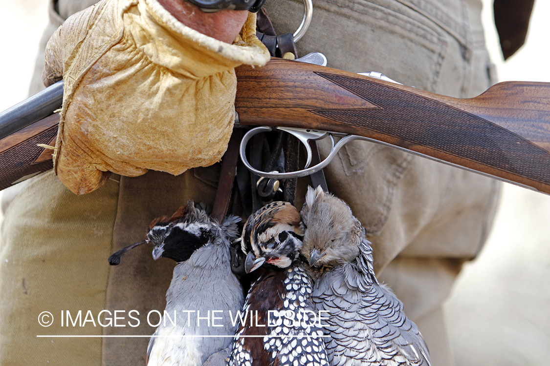Hunter with three species of bagged quail.