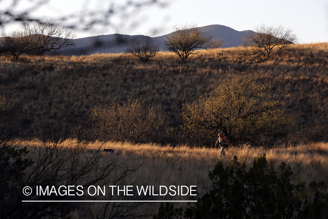 Mearns quail hunting with Brittany Spaniels.