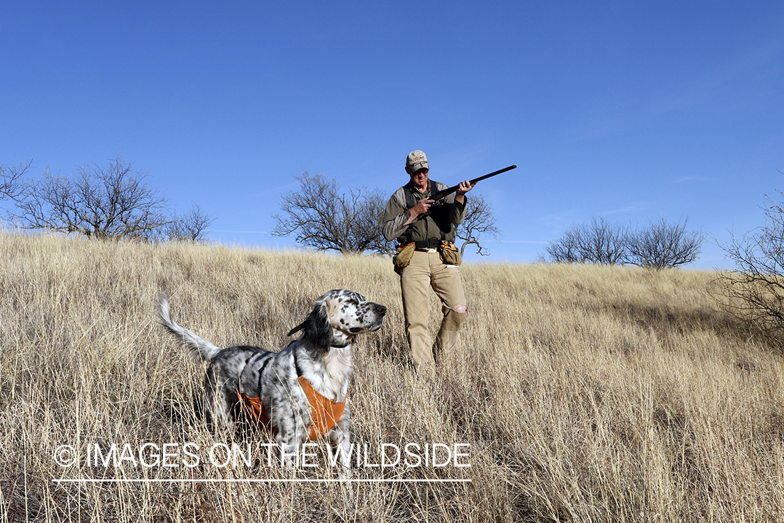Upland game bird hunter with dog in field.