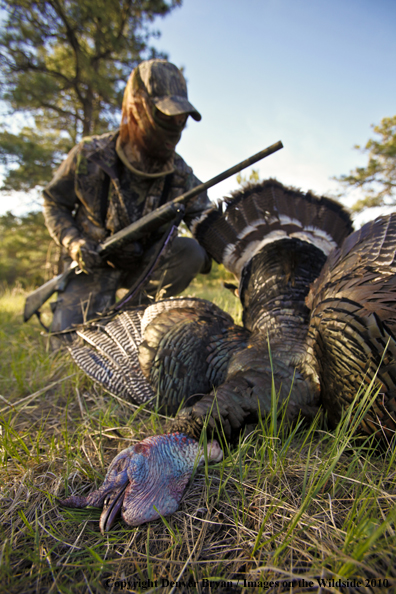 Hunter with bagged (Merriam's) turkey - decoy in bakcground