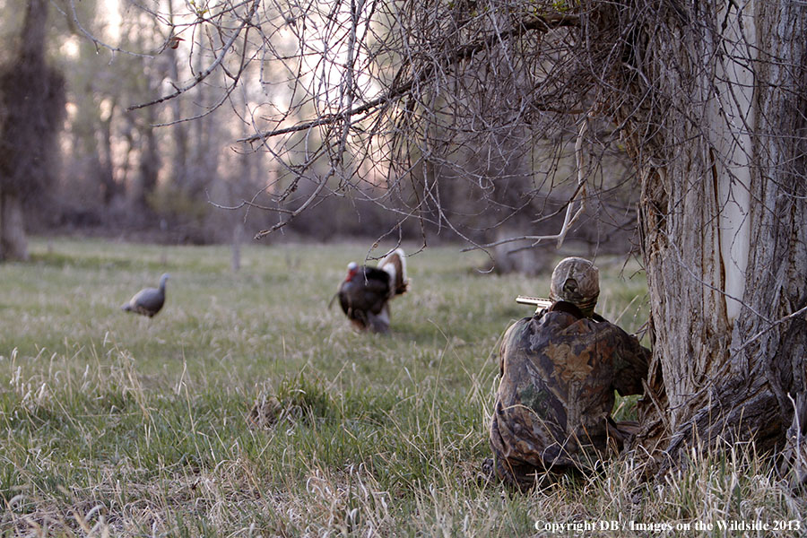 Turkey hunter shooting at gobbler with hen decoy.