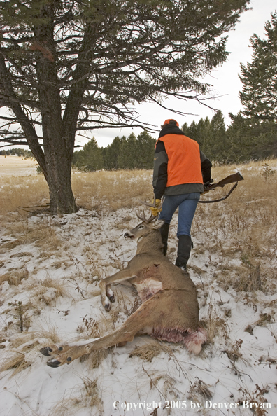 Big game hunter dragging bagged white-tailed buck.