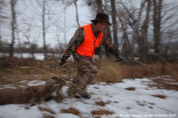 Hunter dragging downed buck. 
