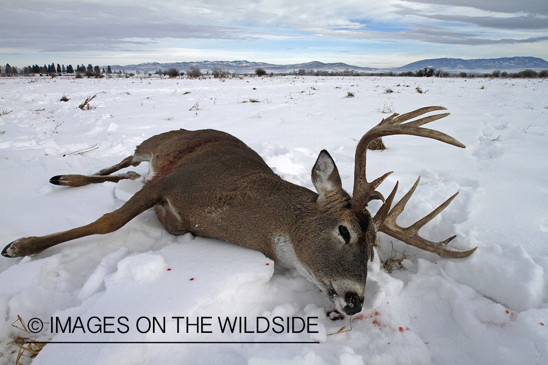 Downed white-tailed deer in field.