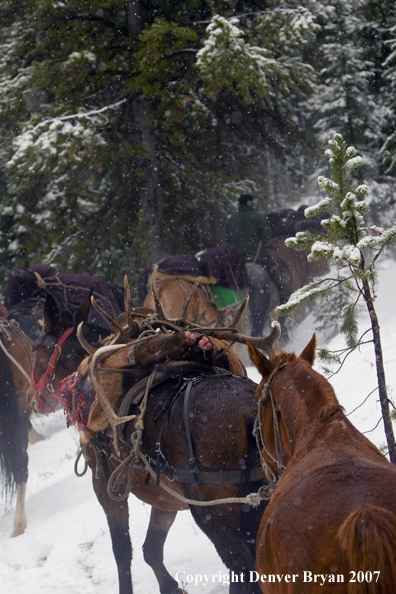 Elk hunt packstring in mountains