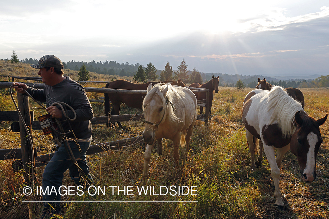 Trail horses with bowhunter at elk hunting campsite.