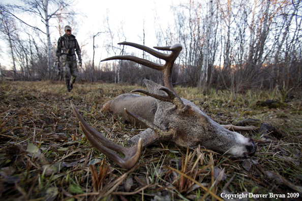 Bowhunter approaching whitetail buck.