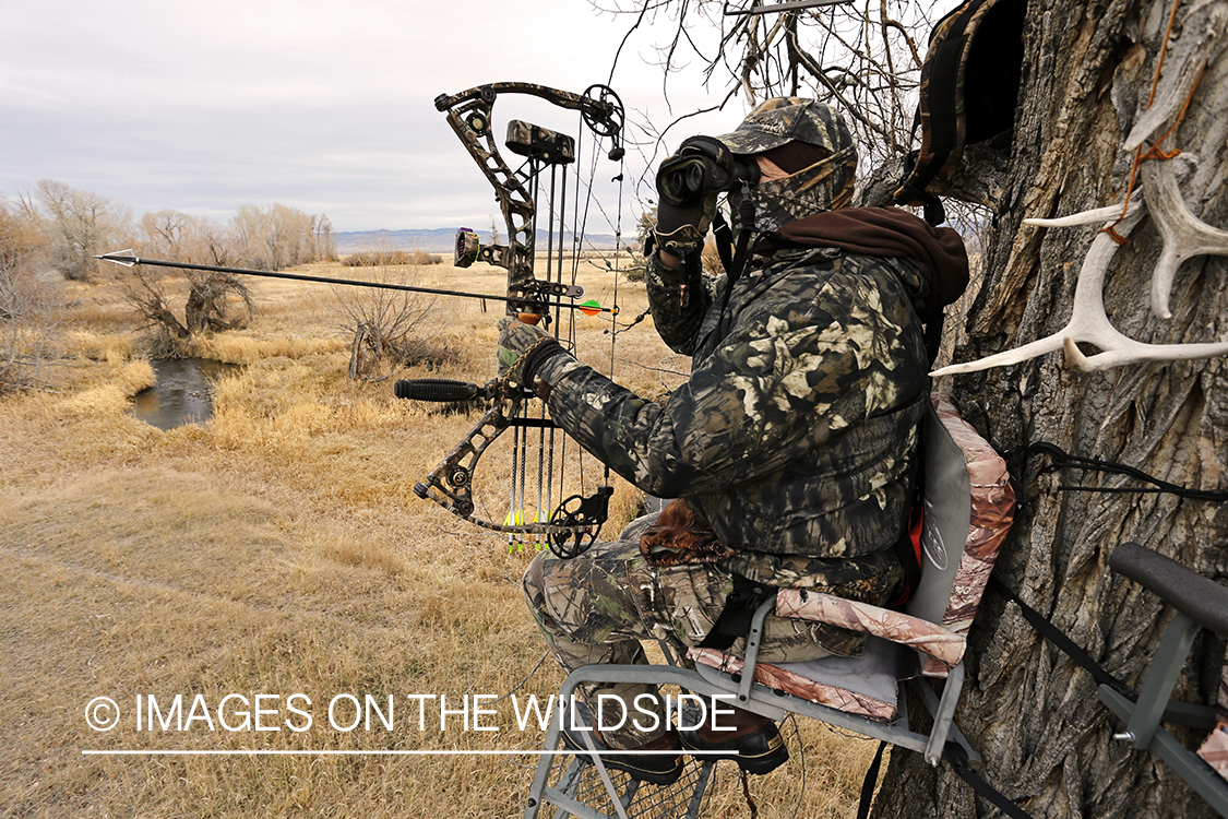 Bowhunter scouting for big game from tree stand. 
