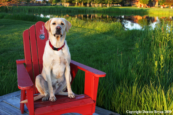 Yellow Labrador Retriever in chair