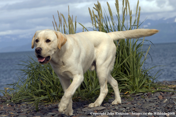 Yellow Labrador Retriever