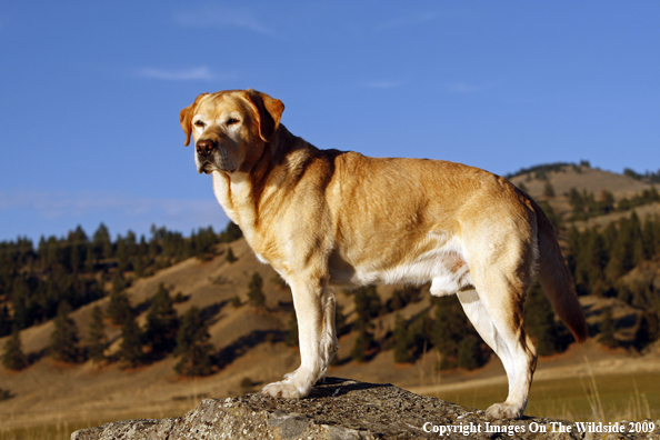 Yellow Labrador Retriever