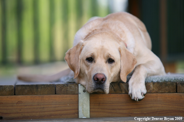 Yellow Labrador Retriever on deck