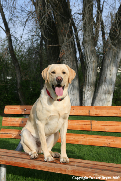Yellow Labrador Retriever on bench