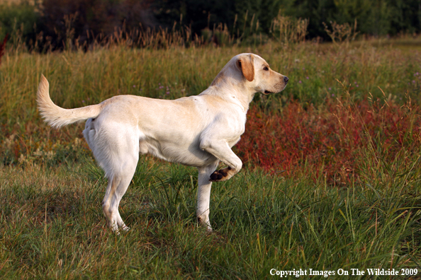 Yellow Labrador Retriever in field