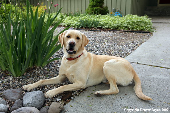 Yellow Labrador Retriever in yard