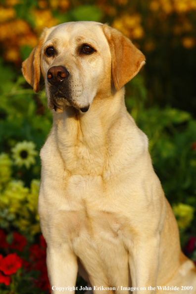 Yellow Labrador Retriever 