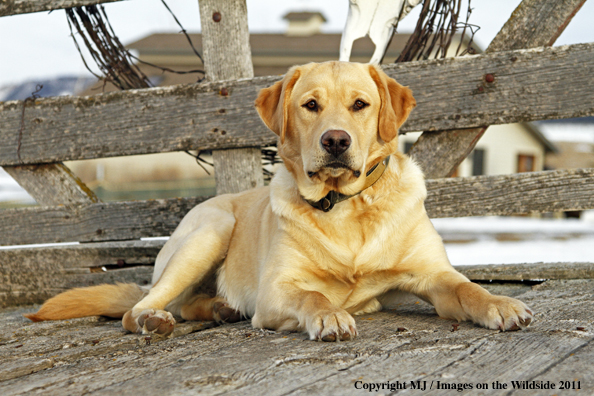 Yellow Labrador Retriever 