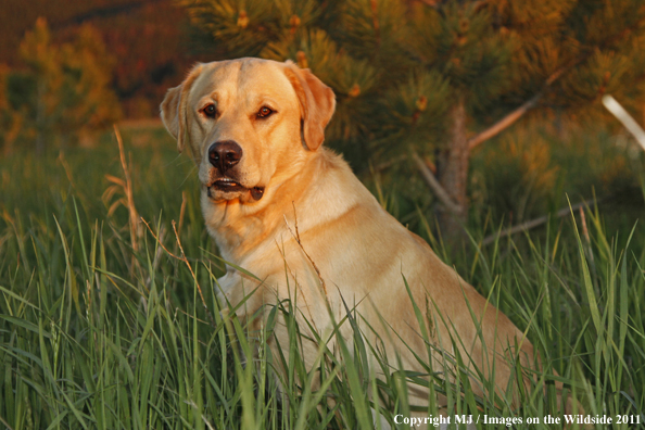 Yellow Labrador Retriever.