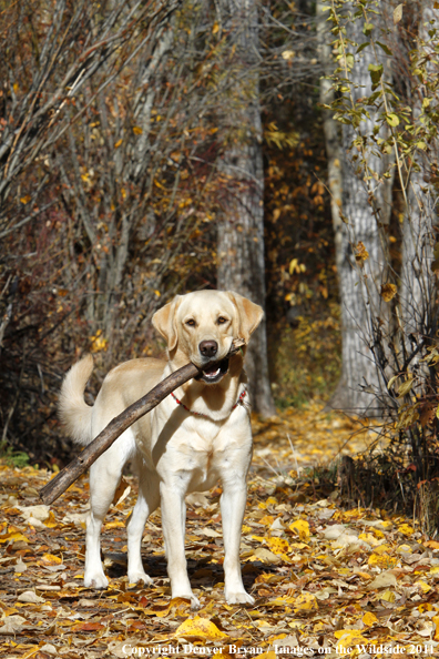 Yellow Labrador Retriever with stick. 