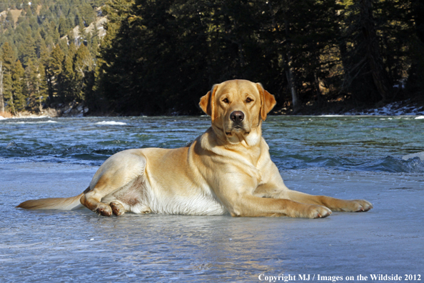 Yellow Labrador Retriever in winter. 