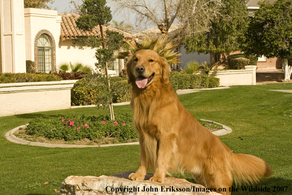 Golden Retriever 