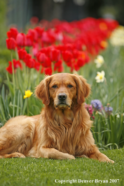 Golden Retriever