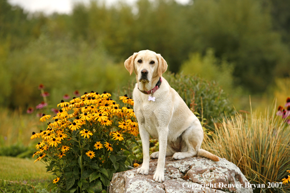Yellow Labrador Retriever