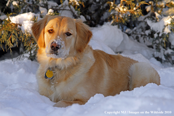 Golden Retriever in snow