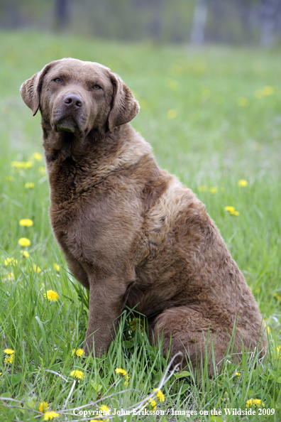 Chesapeake Bay Retriever in field. 