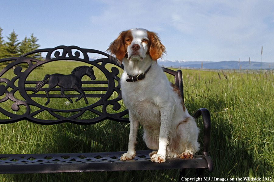 Brittany Spaniel.