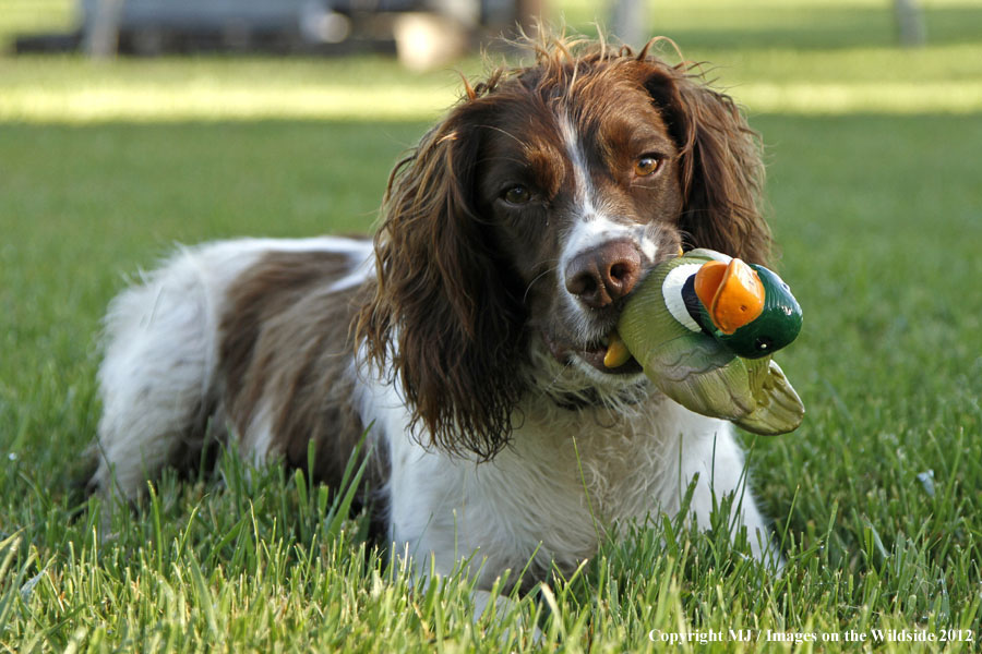 Springer Spaniel playing with a toy duck.