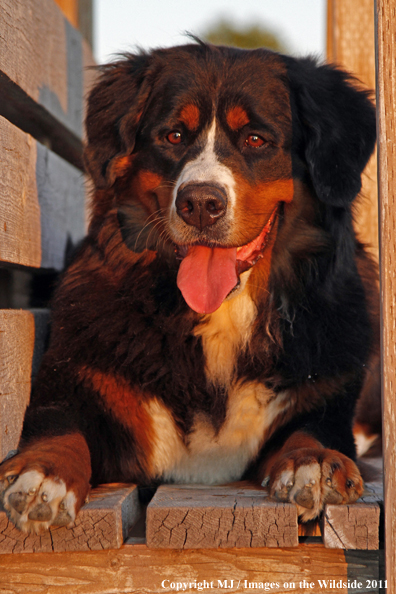 Bernese Mountain Dog. 