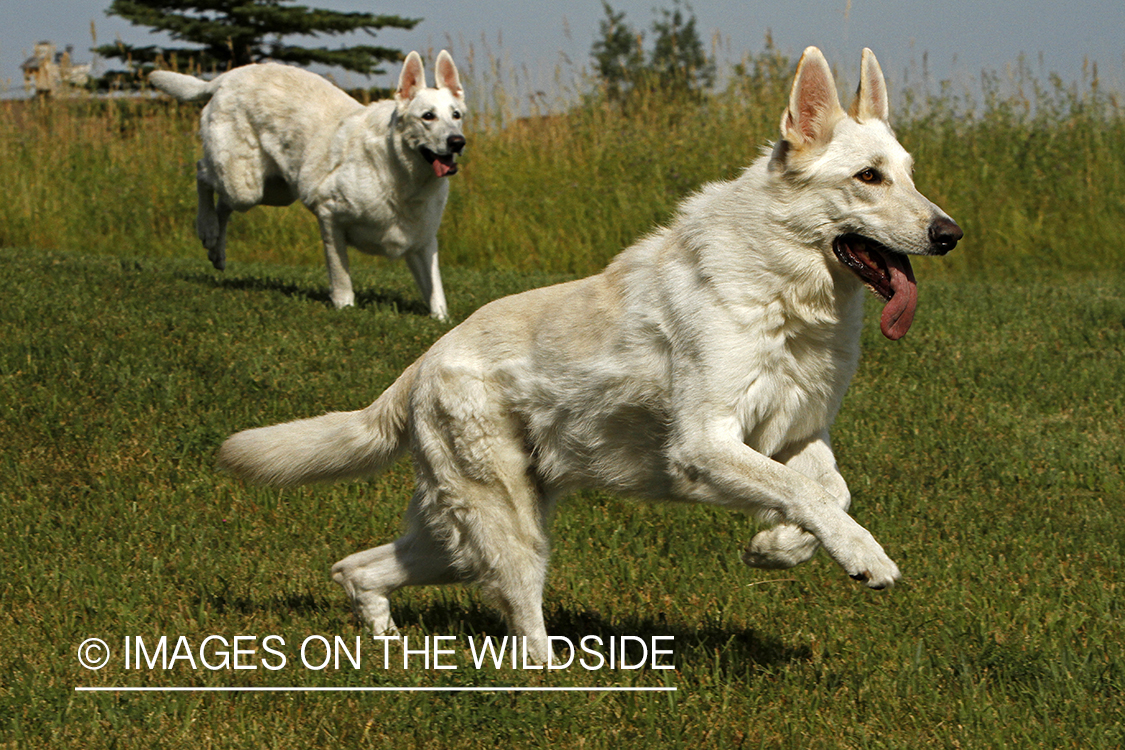 White German Shepherds