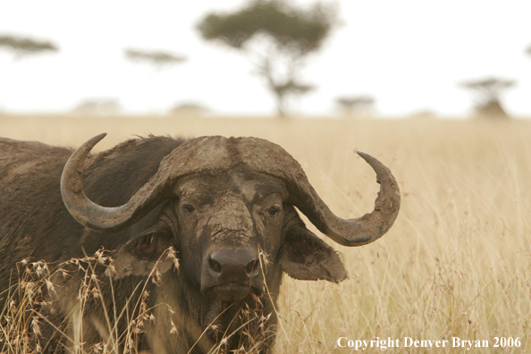African Cape Buffalo
