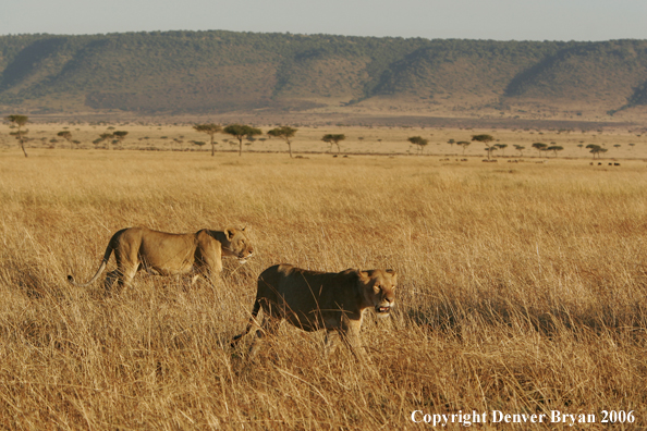 African lionesses 