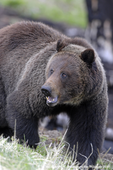 Grizzly Bear in habitat