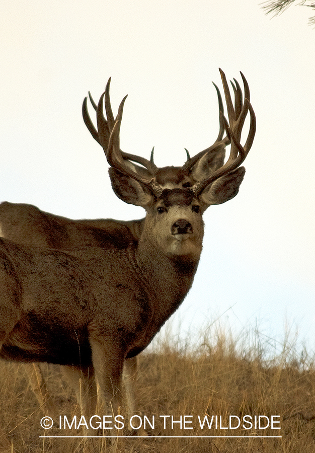 Mule deer