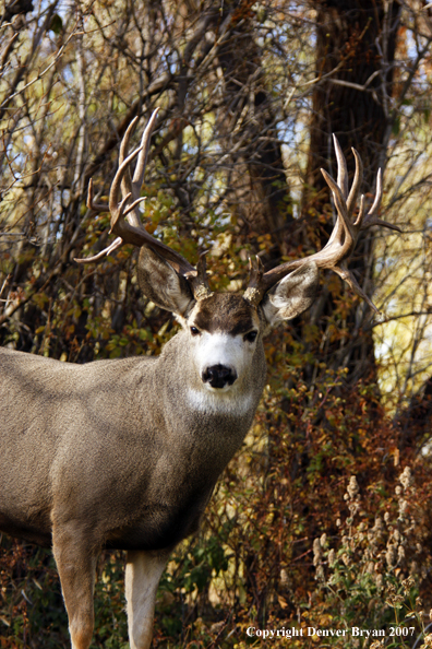 Mule deer 