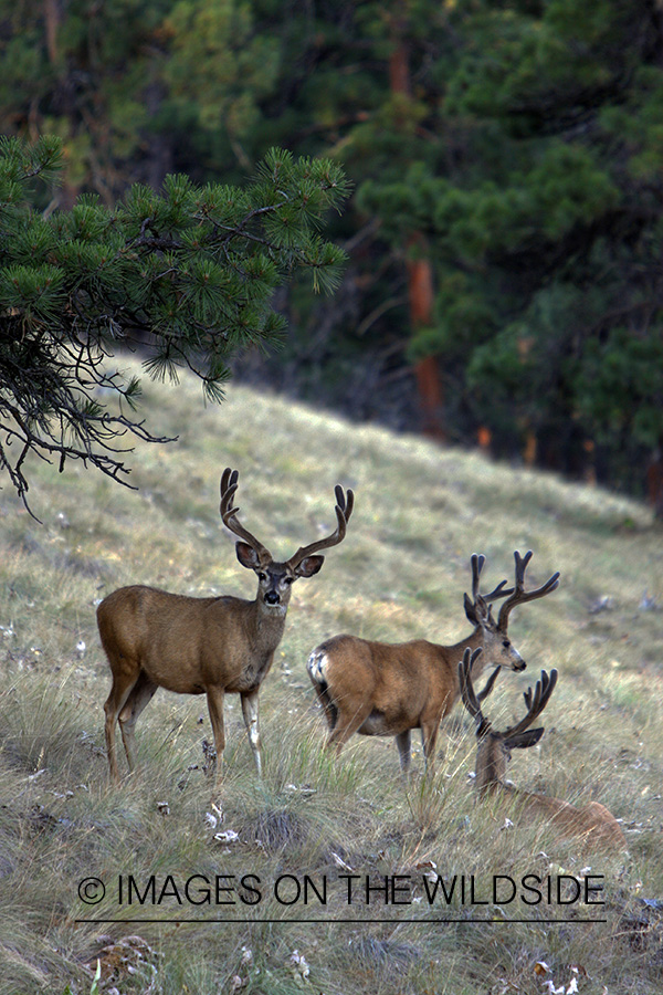 Mule Deer in Habitat