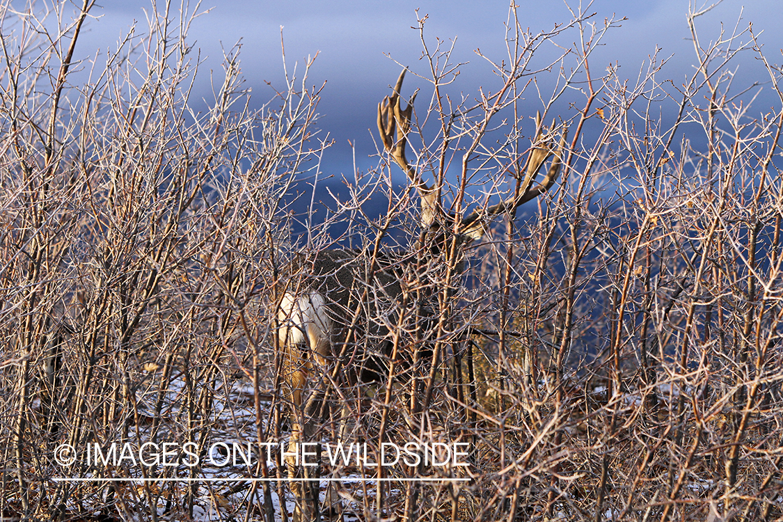 Mule deer buck in habitat.